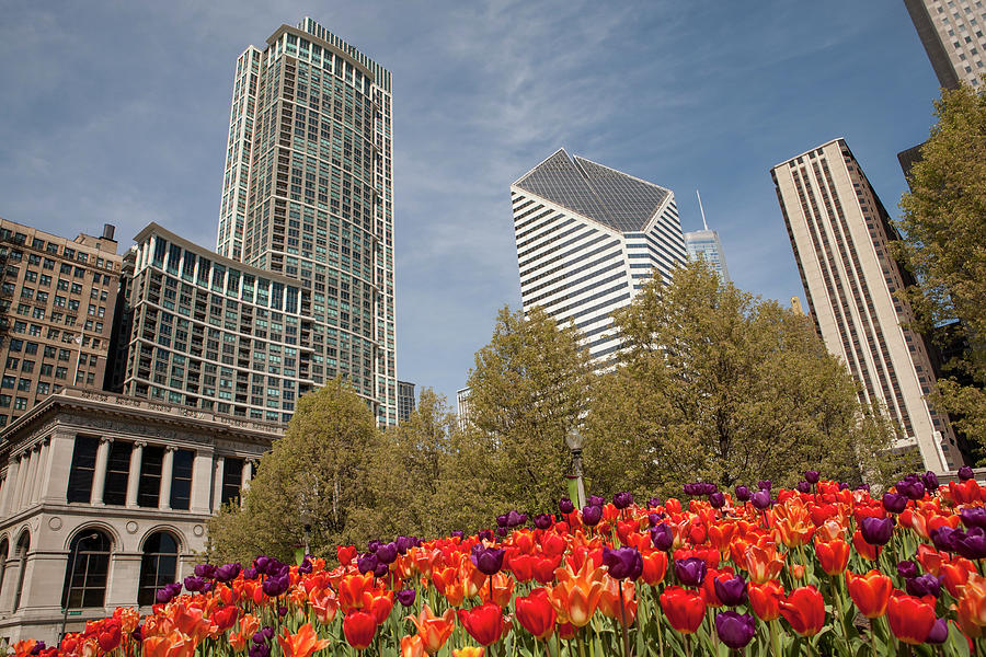 Spring In Chicago Photograph by Skyhobo