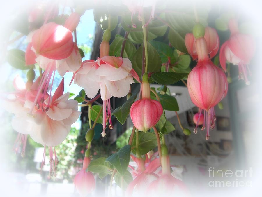 Spring Photograph - Spring in Delicate Reds by Miriam Danar