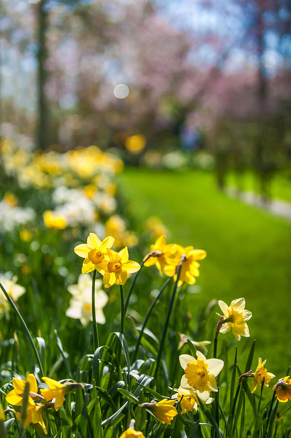 Spring in Holland. Garden Keukenhof Photograph by Jenny Rainbow