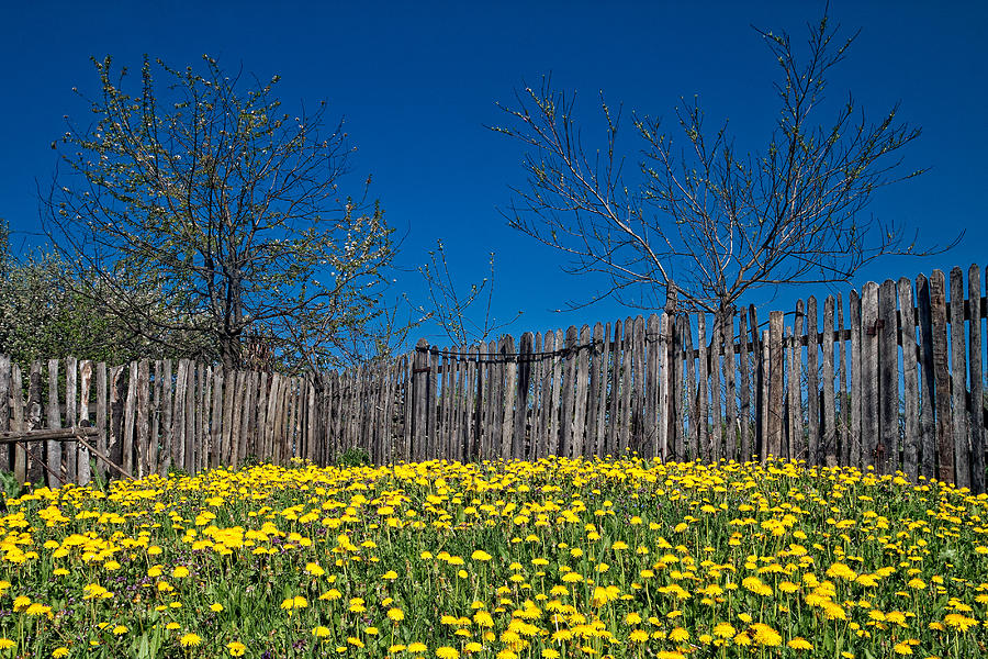Spring Photograph - Spring in my grannys garden by Cristina-Velina Ion
