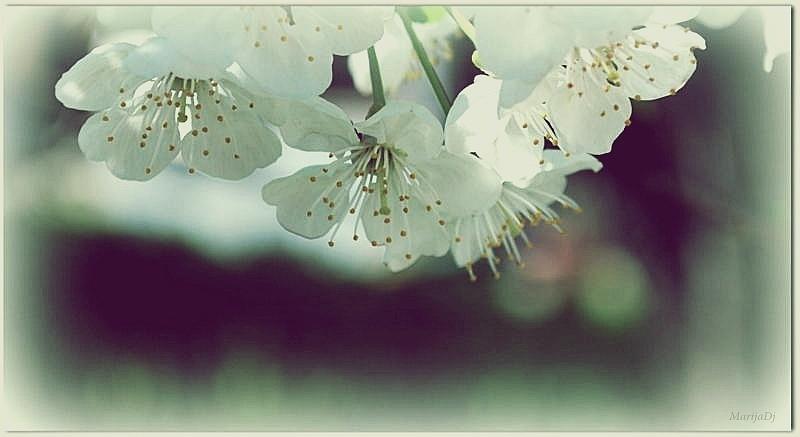 Nature Photograph - Spring in my heart by Marija Djedovic