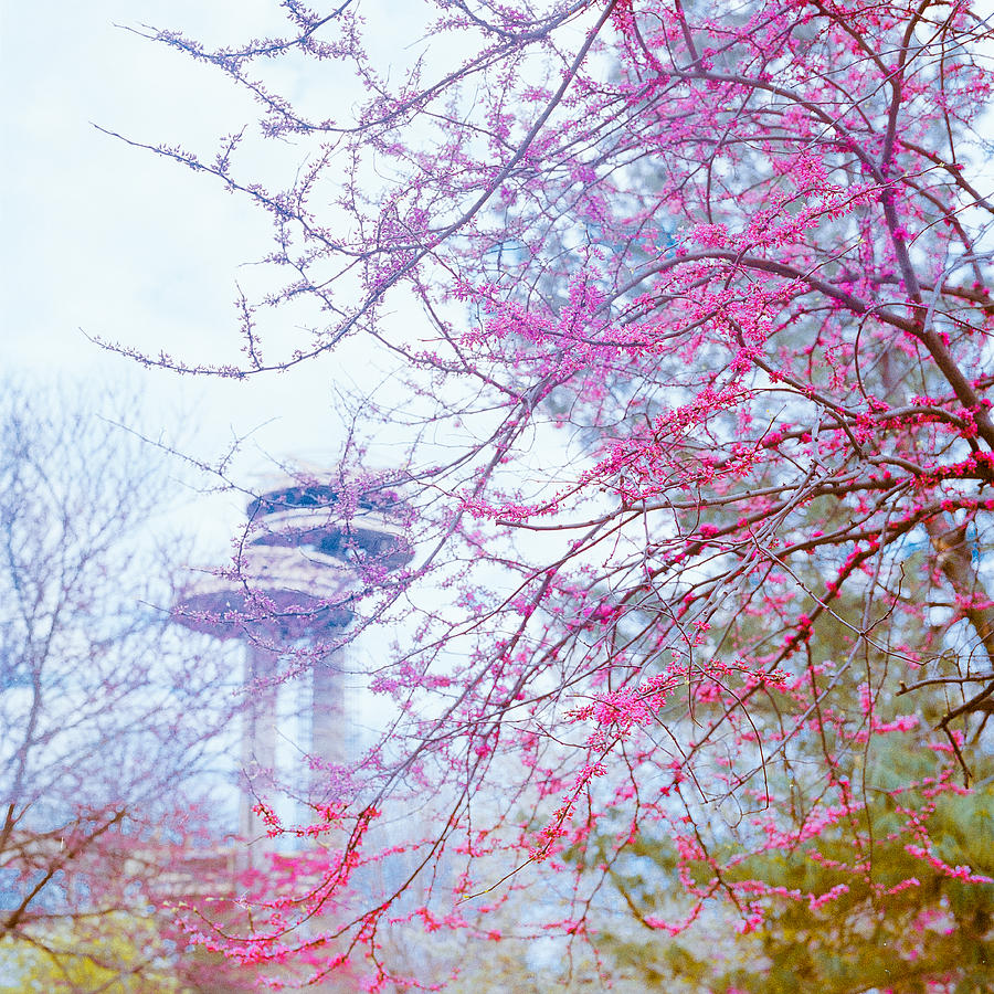 Spring Photograph - Spring in New York by Alyaksandr Stzhalkouski