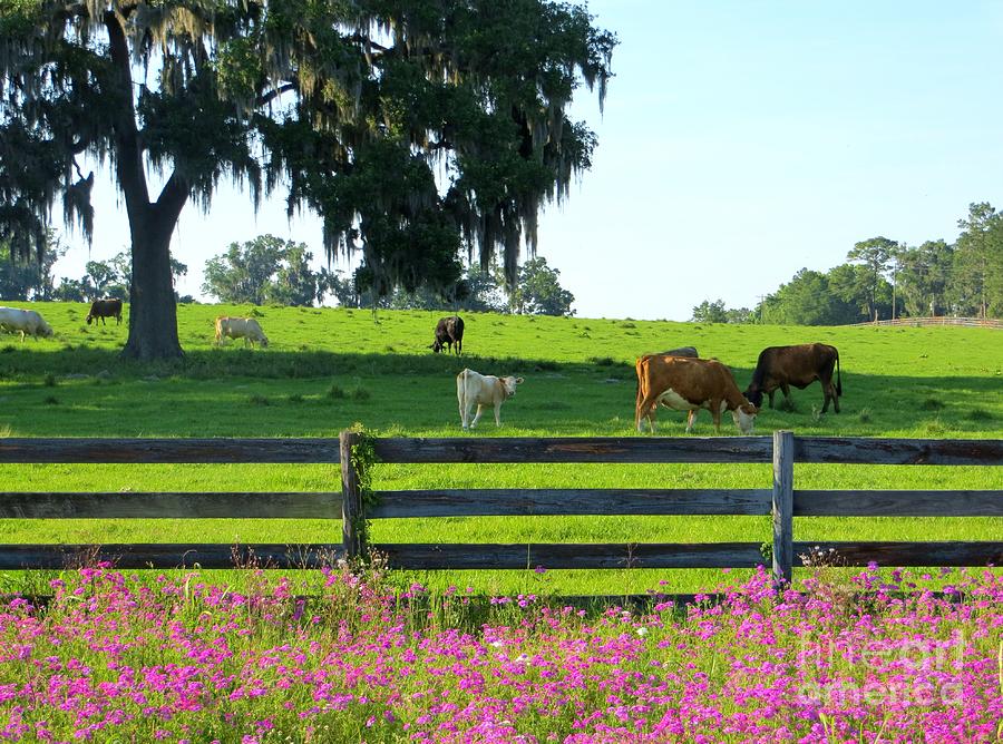 Spring In North Florida Photograph by Tim Townsend