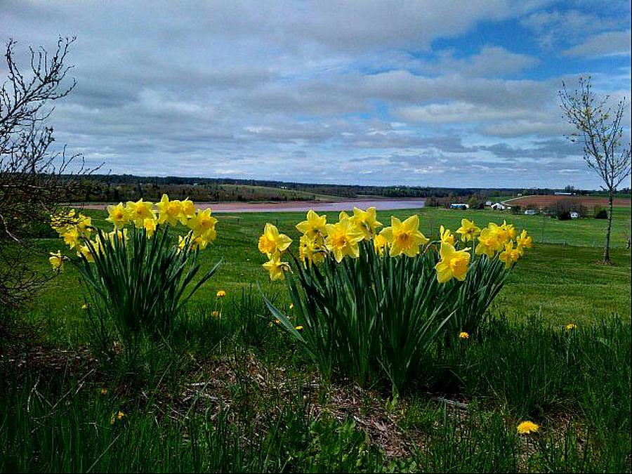 Spring In Nova Scotia Photograph by Larry Matthews