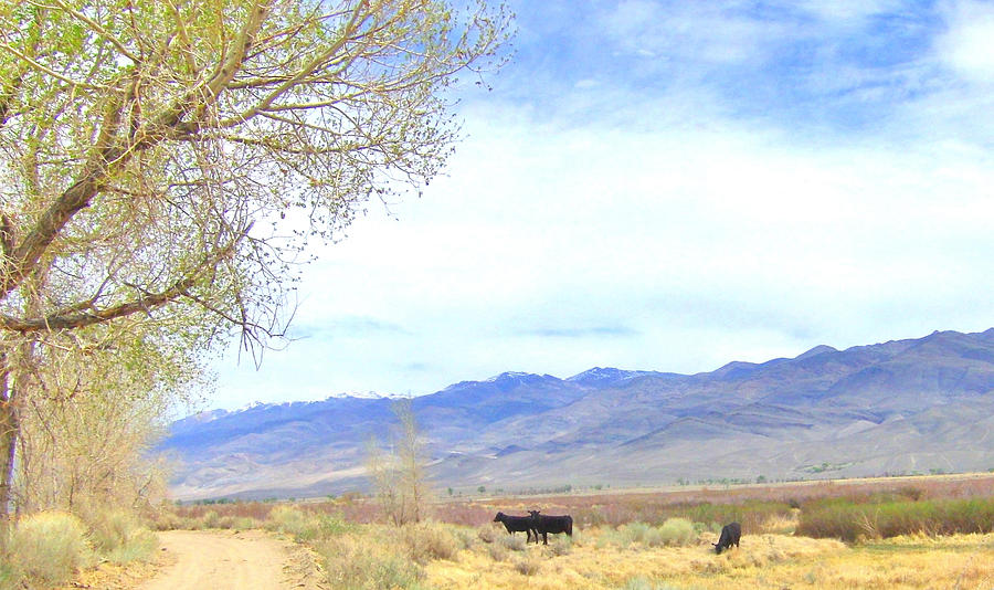 Spring in Owens Valley Photograph by Marilyn Diaz
