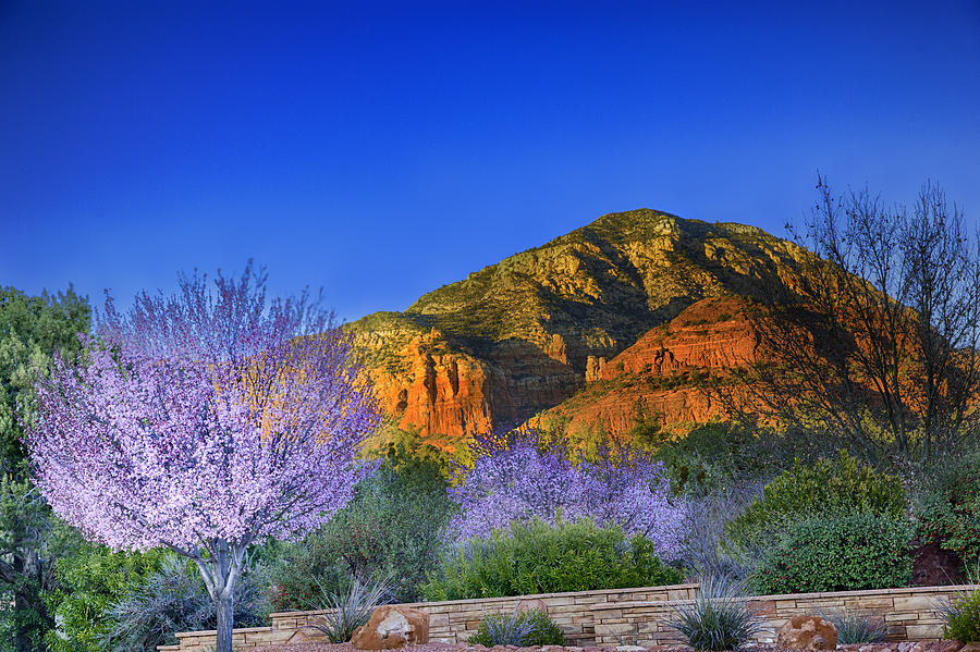 Nature Photograph - Spring in Sedona Arizona by Jodi Jacobson