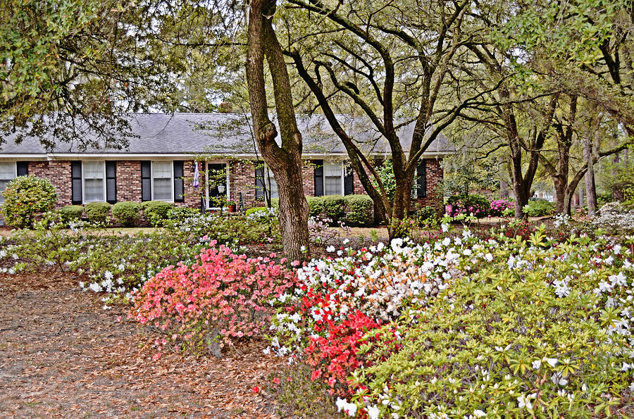 Spring in South Carolina Photograph by Linda Brown