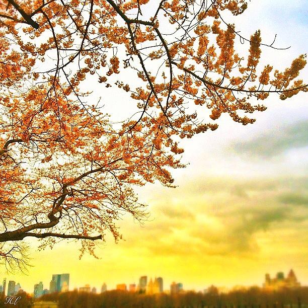 Spring Photograph - Spring In The Air #centralpark #nyc by Hector Lopez ✨