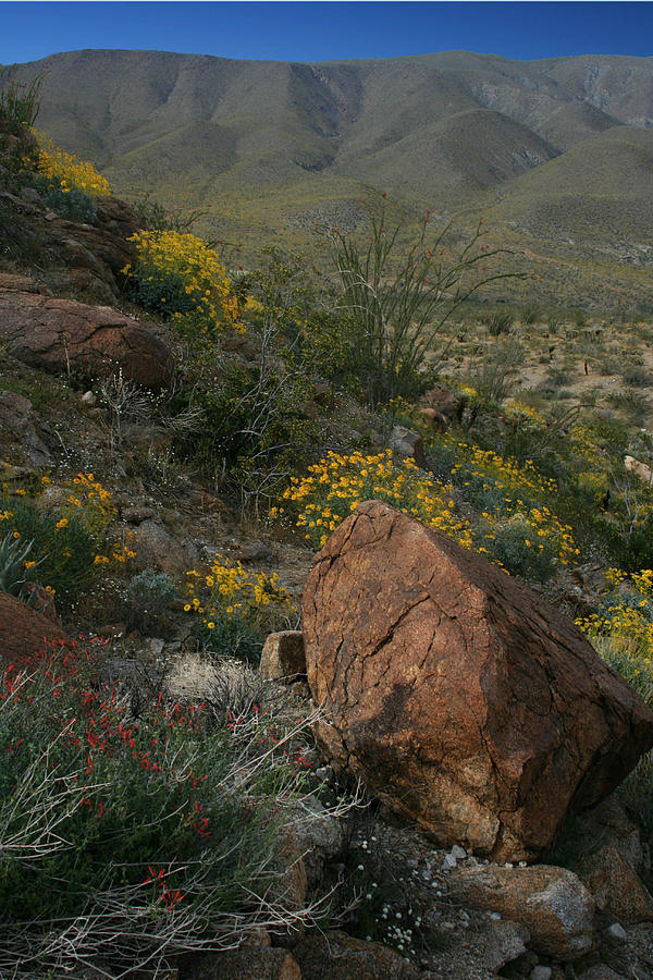 Spring in the Anza-Borrego Desert Photograph by Scott Cunningham