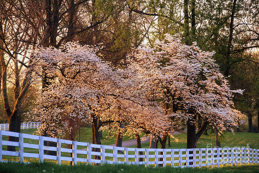 Spring Photograph - Spring in the Bluegrass - FS000247 by Daniel Dempster