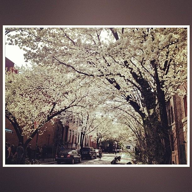 New York City Photograph - Spring In The City by Akiba Saeedi