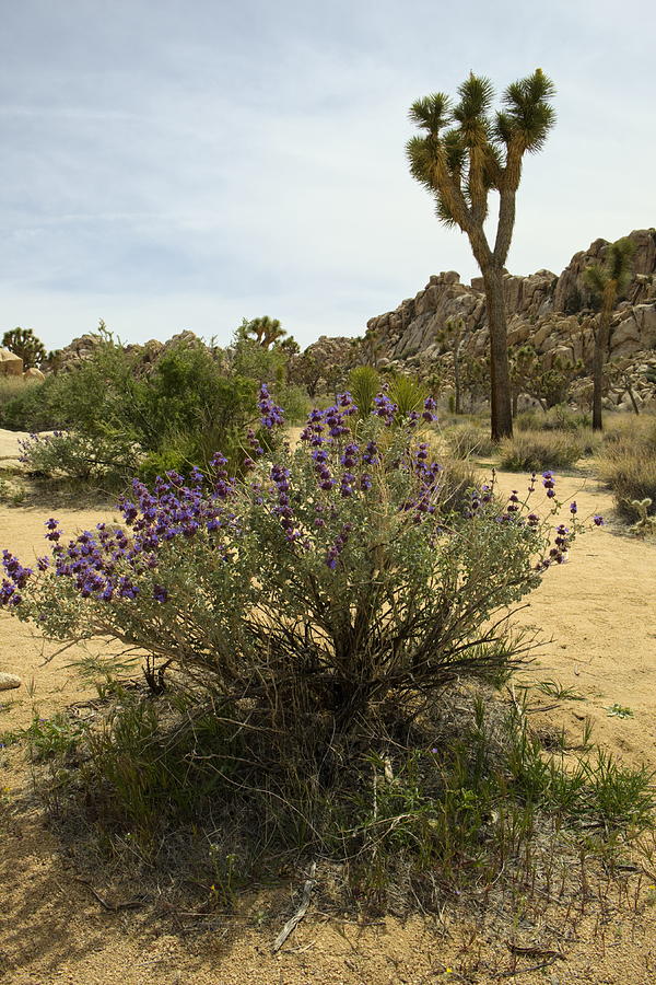 Spring in the Desert Photograph by Lucinda Walter