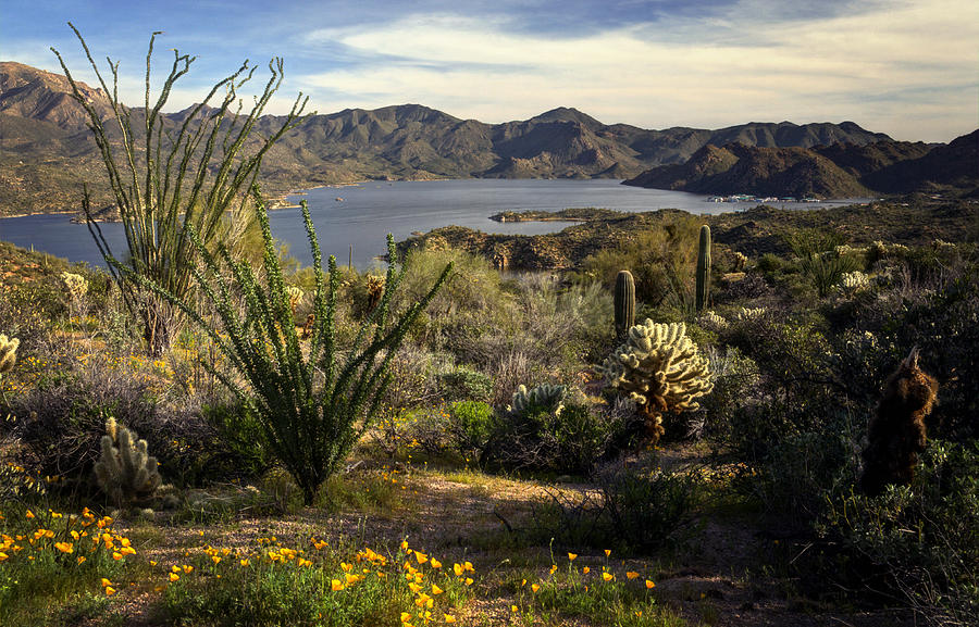 Spring in the Desert Southwest Photograph by Saija Lehtonen
