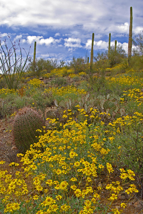 Spring in the Desert Photograph by Will Wagner