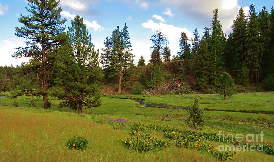 Spring in the Ochoco Mountainss Photograph by Michele Penner