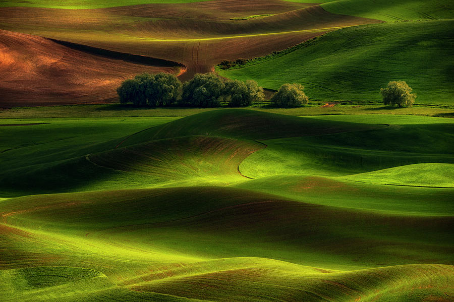 Spring In The Palouse Photograph by Lydia Jacobs