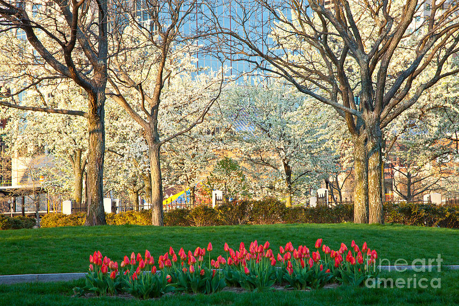 Spring in the Park Photograph by Susan Cole Kelly