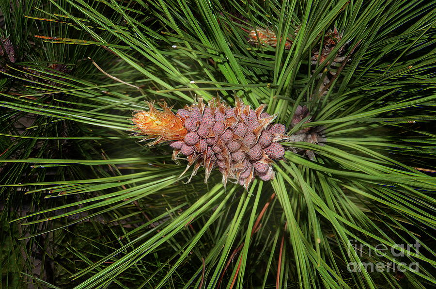 Spring Photograph - Spring In The Pines by The Stone Age