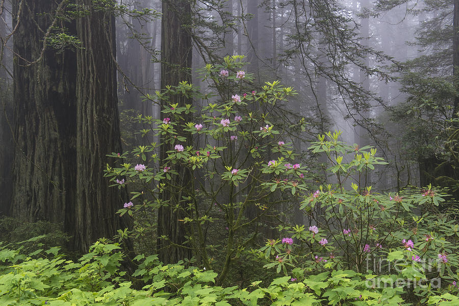 Landscape Photograph - Spring In The Redwood National Park by Sandra Bronstein
