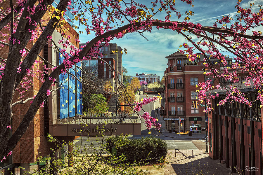 Spring In The Scenic City Photograph by Steven Llorca
