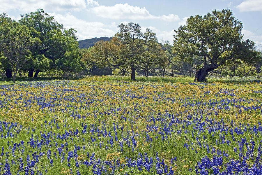 Spring Photograph - Spring in the Texas Hill Country by Gary Holmes