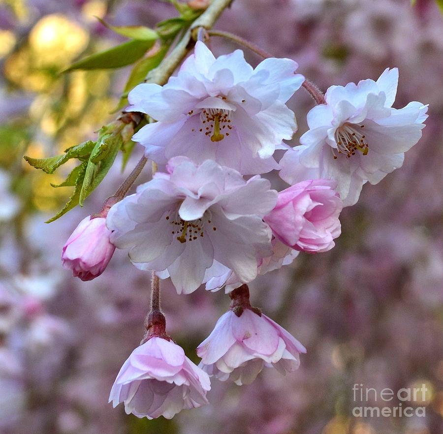 Spring Photograph - Spring in White and Pink by Miriam Danar