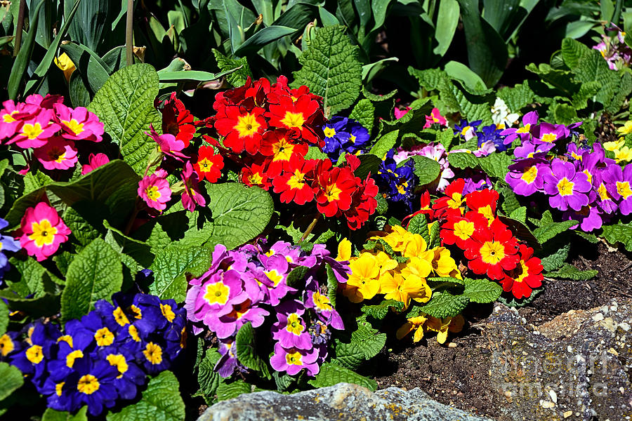Spring Into Color Photograph