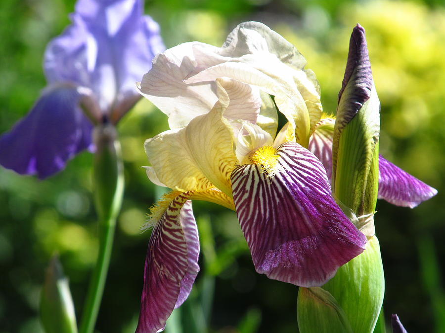 Spring Iris Photograph by Alfred Ng