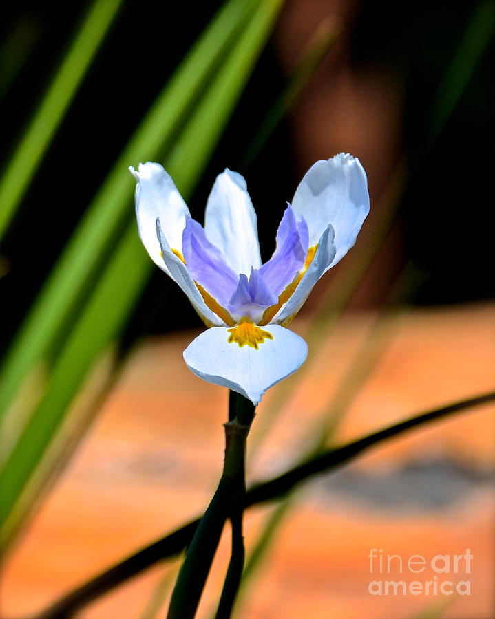 Spring Iris Photograph by Carol  Bradley
