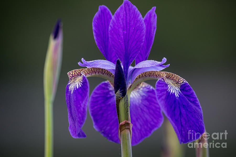 Spring Iris  Photograph by Deborah Scannell