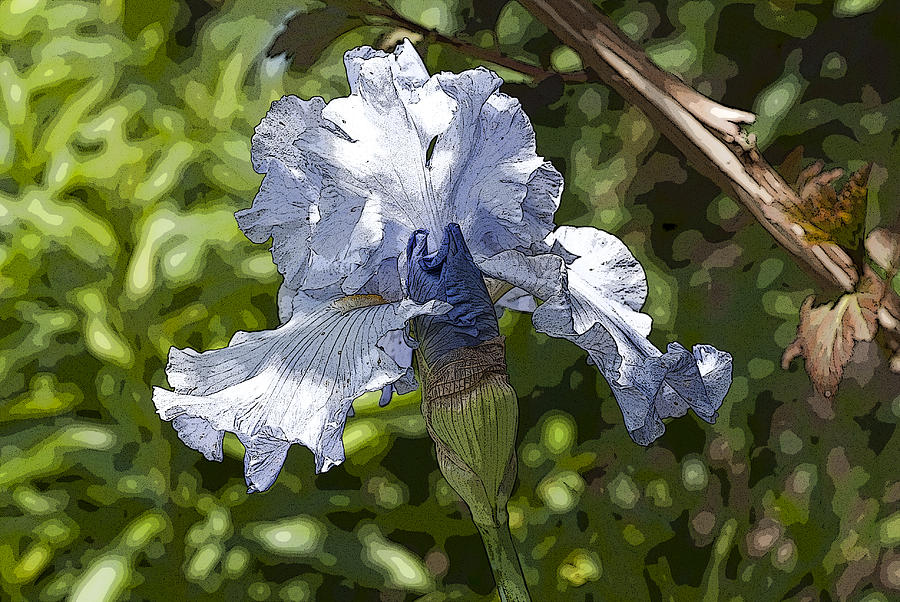 Spring Iris  Photograph by Don Wright