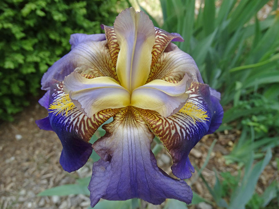 Flower Photograph - Spring Iris by Greg Boutz