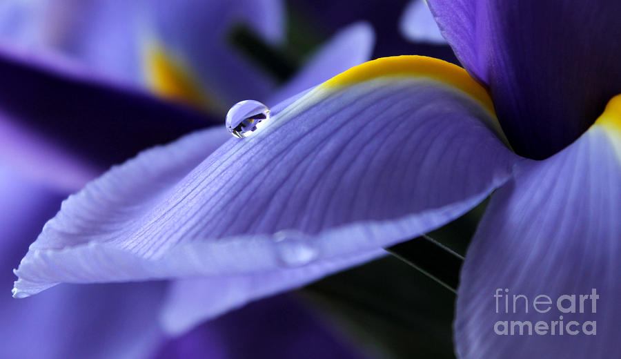 Iris Photograph - Spring Iris by Krissy Katsimbras