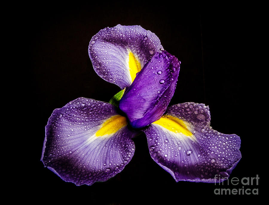 Spring Iris Photograph