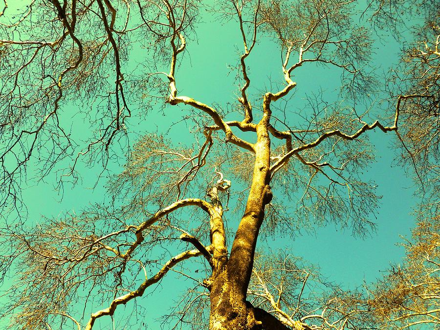 Tree Photograph - Spring is coming by Rumiana Nikolova