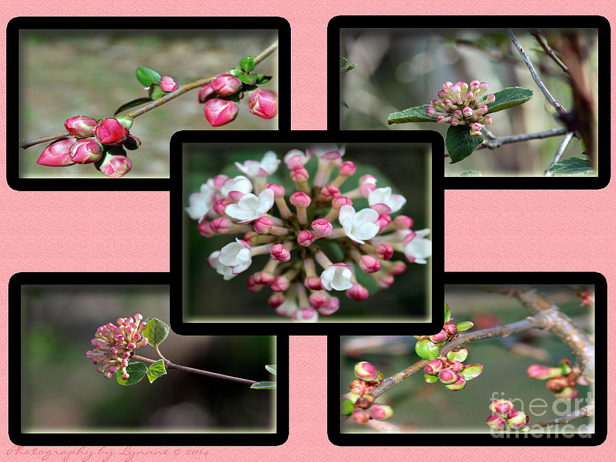 Spring Is Here - Light Pink Photograph