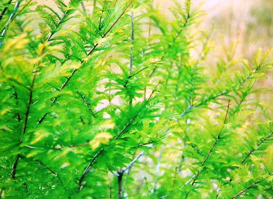 Spring Cypress Beauty Photograph by Belinda Lee