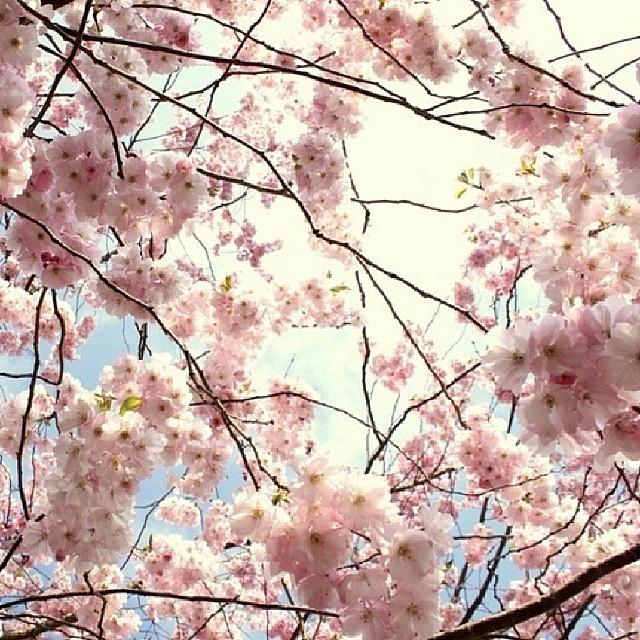 Spring Photograph - #spring Is In The Air 🌸 🌸 😍 by The Walking Fashion