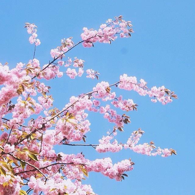Spring Photograph - Spring Is My Favourite Season by Karen Lohana