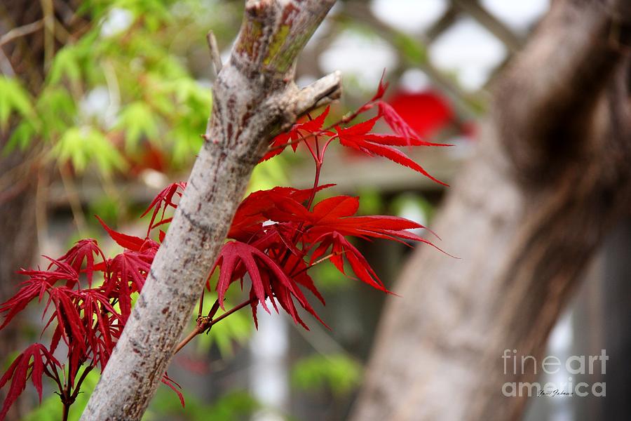 Spring Japanese Red maple  Photograph by Yumi Johnson