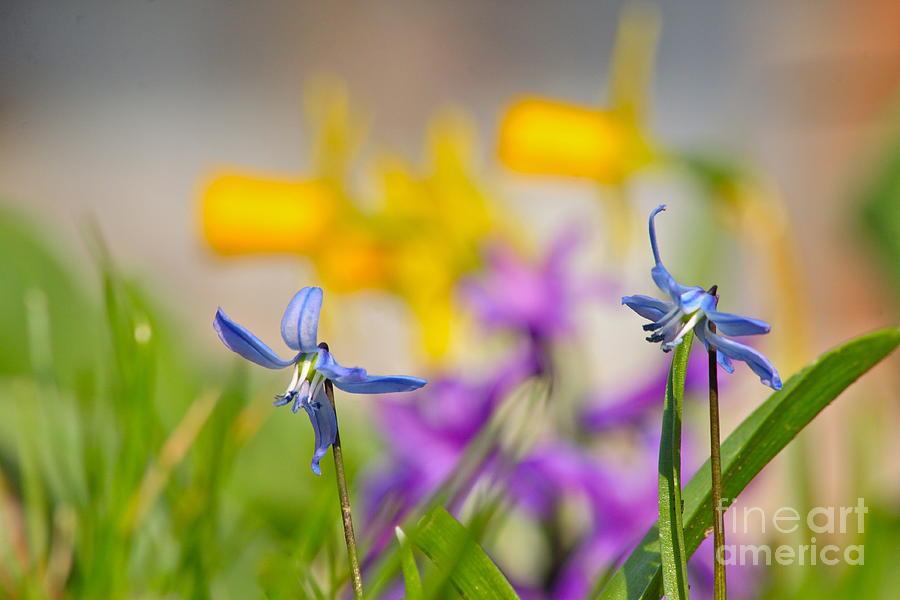 Spring Photograph - Spring by Jay Nodianos