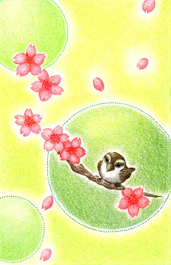 Cherry Blossom Drawing - Spring by Keiko Katsuta