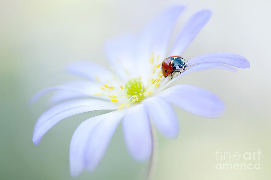 Ladybug Photograph - Spring Lady by Jacky Parker