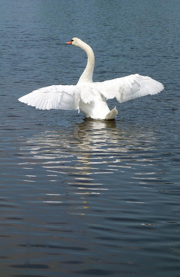 Spring Lake Swan Photograph by Melinda Saminski
