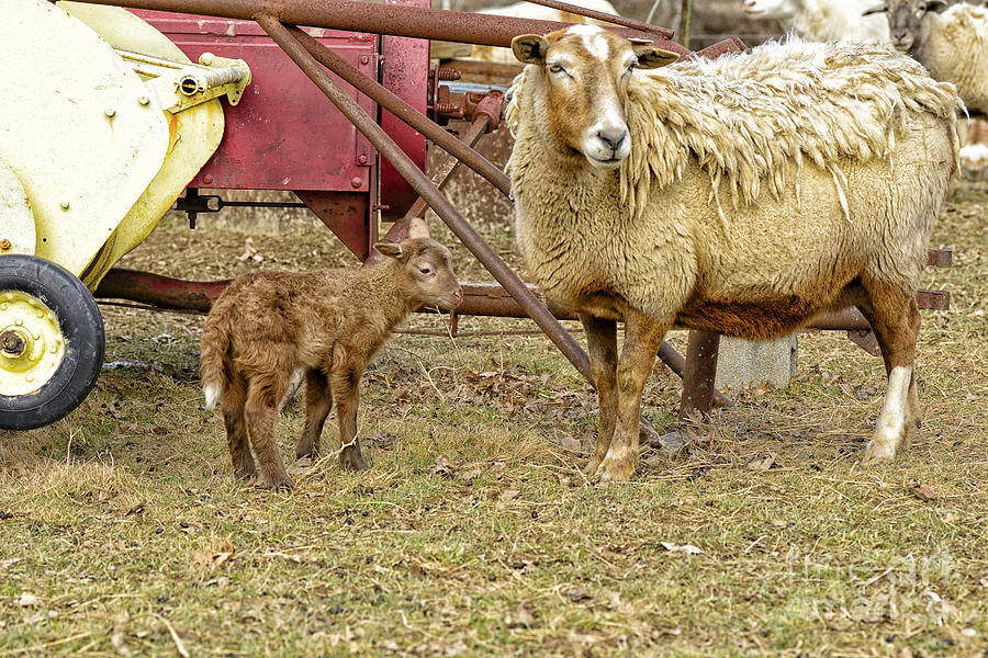 Lamb Photograph - Spring Lamb and Ewe by Thomas R Fletcher