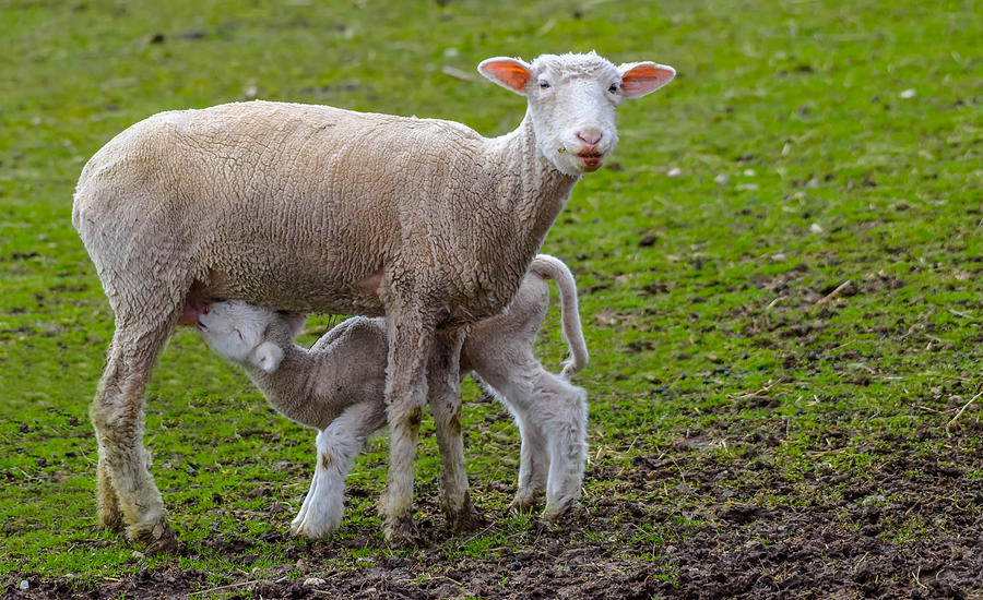 Spring Lamb Photograph by Brian Stevens