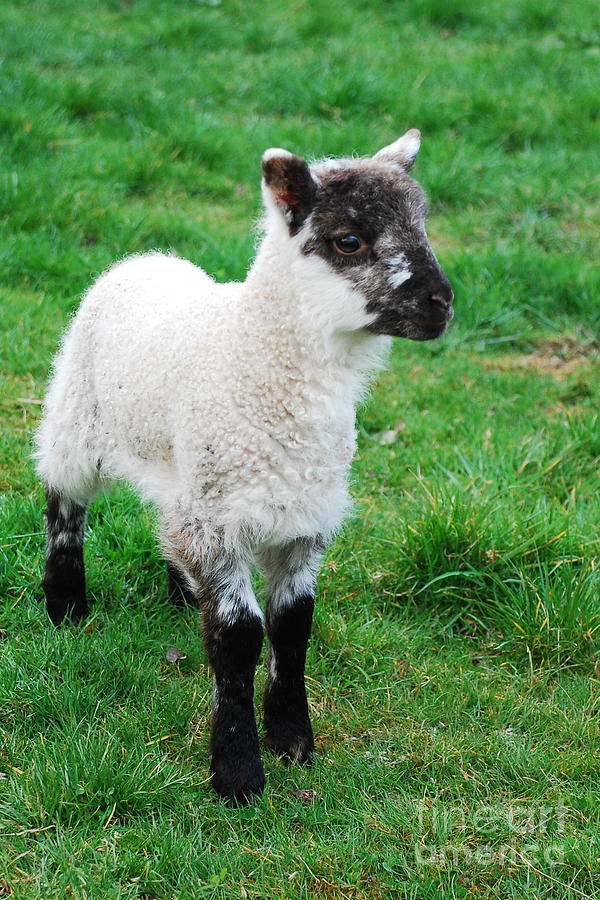 Spring Lamb Photograph by Joe Cashin