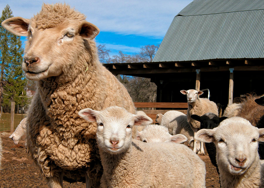 Spring Lambs Photograph