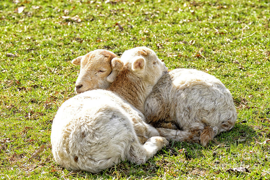Spring Lambs Photograph by Thomas R Fletcher