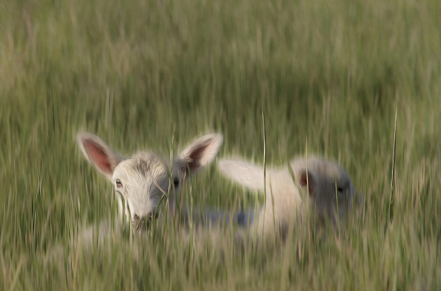 Spring Lambs Photograph by Veli Bariskan